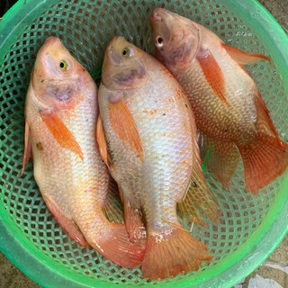bienkieutrang