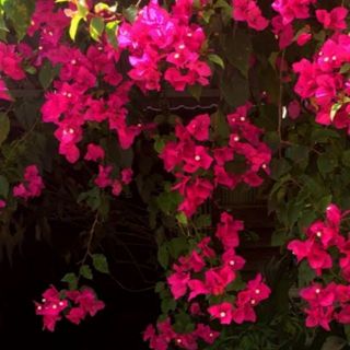 phamthingocanh28102005