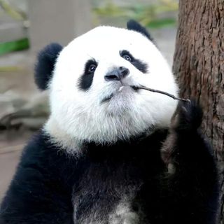 thanhquch740