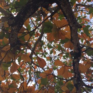 thanh_ha_2k9