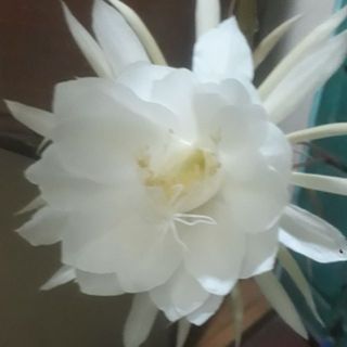 linh86_71