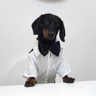 dachshund.baby
