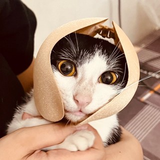 meow_nha_ngheo