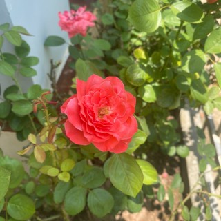 tuyethong135