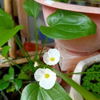 vinhphuc989