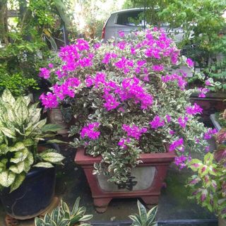 vinh0022