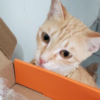 chym2k