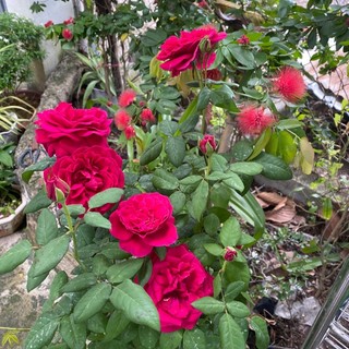 lymyhanh87ld