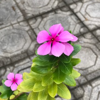 luv.honganh