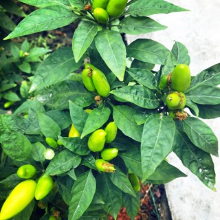 chucgiatrang