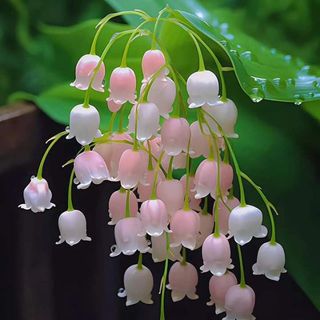 nhminh338