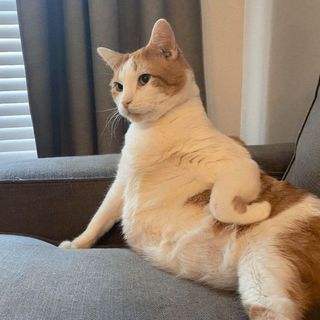 cutiecat1812