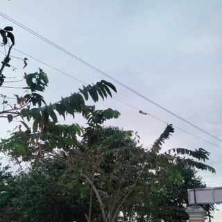 congchuanhodangyeu