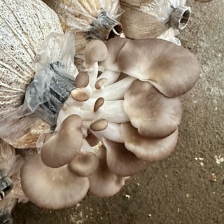 lethuylinhlttl