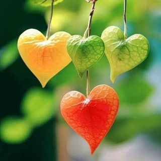 bmt_phuongthao_96