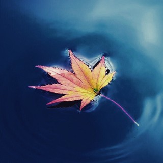 thu_anh83