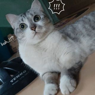 nemyquyen