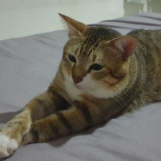huynhxuanviet2000