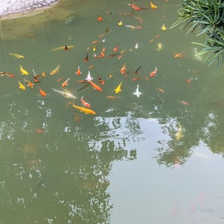 gi_linh