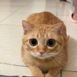 quynhbunbhlc