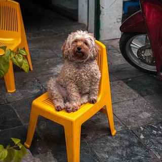 chianhnguyen997