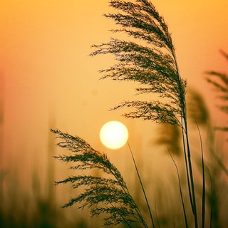 xuandieu_89