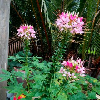 tranthikimkhuyen0211