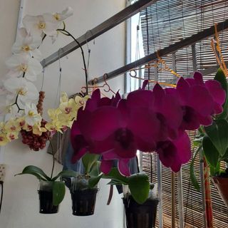 lehuynhnhu2903