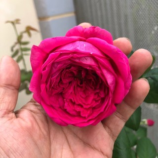 hoangtrinh2712