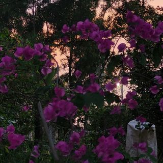 thanhdao1