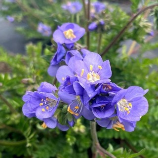 nguyenhaanh23