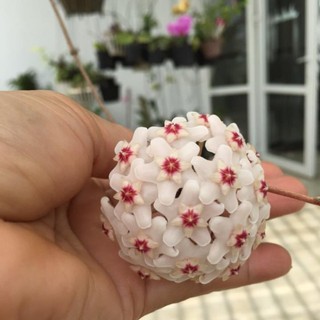 myhoanh214