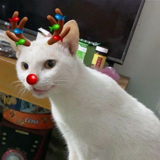 gau.cute