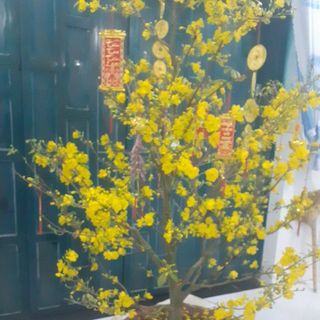 quyen.quyen.hoang