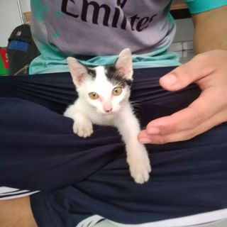 chanh_diep