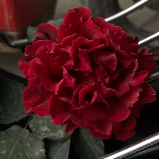huong4898