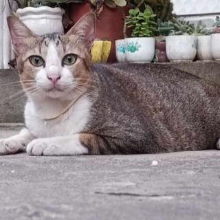 muopnho