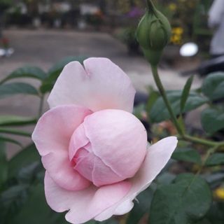 lily2101
