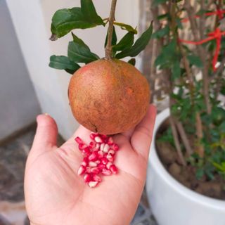 khoiduong18