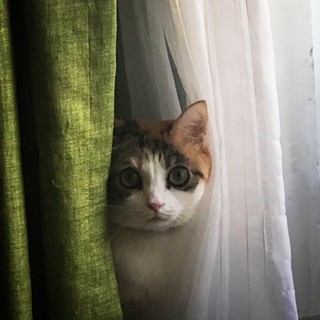 phuonglancica