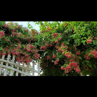 thaomochoanggia99