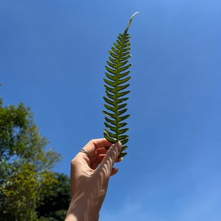 trangxuan115