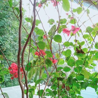 nguyenvungocbich2710