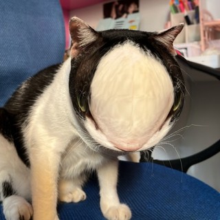 tuongcat277