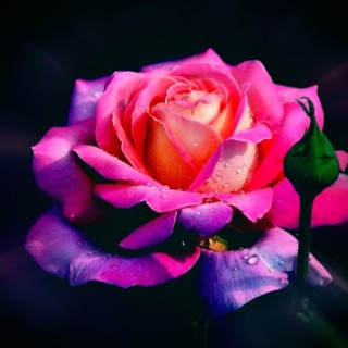 thuynguyen.167