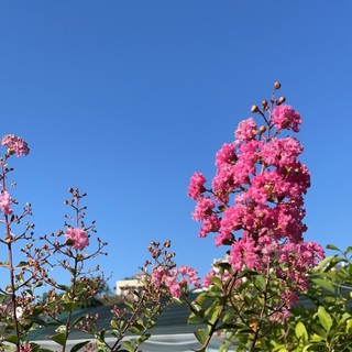 thanhnhu.tran