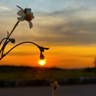 huynhson_478