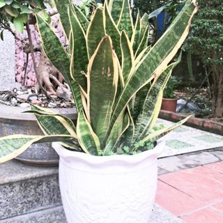phuongmac867