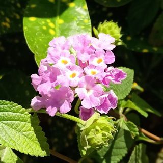 myhanhthuylinh