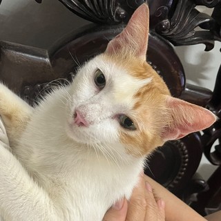 tranthikhanhly_1411